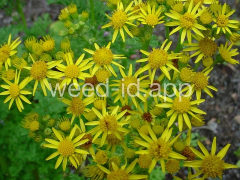 ragwort, tansy